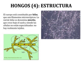 HONGOS (4): ESTRUCTURA
El cuerpo está constituido por hifas,
que son filamentos microscópicos. La
red de hifas se denomina micelio,
que crece bajo el suelo y donde las
células no están especializadas: no
hay realmente tejidos.
 