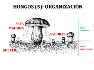 HONGOS (5): ORGANIZACIÓN
Parte
subterránea
Parte
subaérea
MICELIO
ESPORAS
SETA
MADURA
 