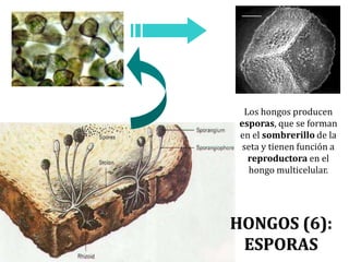 Los hongos producen
esporas, que se forman
en el sombrerillo de la
seta y tienen función a
reproductora en el
hongo multicelular.
HONGOS (6):
ESPORAS
 