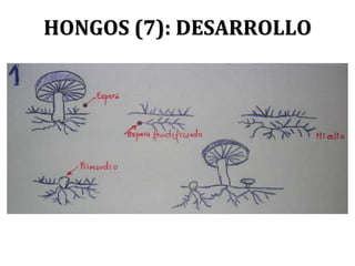 HONGOS (7): DESARROLLO
 