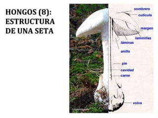 HONGOS (8):
ESTRUCTURA
DE UNA SETA
 