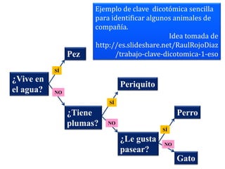 ¿Vive en
el agua?
Pez
¿Tiene
plumas?
Periquito
¿Le gusta
pasear?
Perro
Gato
SÍ
SÍ
SÍ
NO
NO
NO
Ejemplo de clave dicotómica sencilla
para identificar algunos animales de
compañía.
Idea tomada de
http://es.slideshare.net/RaulRojoDiaz
/trabajo-clave-dicotomica-1-eso
 