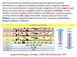 Imagen de Biología y Geología, 1 ESO, Oxford Educación, 2015
Este instrumento nos permite constatar que los organismos pueden
distribuirse en categorías de distinta jerarquía: unas categorías engloban a
otras y así sucesivamente. La menor de esas categorías es la de la especie, que
forma con otras especies un género; éstos se agrupan en familias; varias
familias forman un orden; varios órdenes, una clase que, cuando se agrupa
con otras forma un filo o tipo. Varios filos forman cada uno de los cinco
Reinos en que se organizan todos los seres vivos: moneras, protoctistas,
hongos, plantas y animales.
 