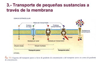 3.- Transporte de pequeñas sustancias a
través de la membrana

 