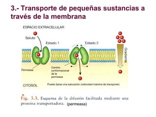 3.- Transporte de pequeñas sustancias a
través de la membrana

Permeasa

Cambio
conformacional
de la
permeasa
Puede darse ...