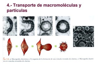 4.- Transporte de macromoléculas y
partículas

 