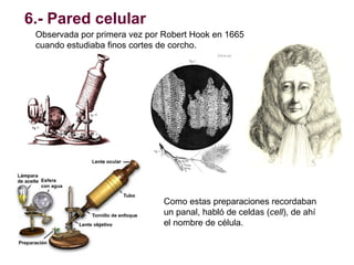 6.- Pared celular
Observada por primera vez por Robert Hook en 1665
cuando estudiaba finos cortes de corcho.

Como estas p...