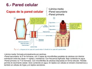 6.- Pared celular
Origen de la pared celular
-Se origina tras la mitosis,
durante la citocinesis

- Se forma a partir de l...