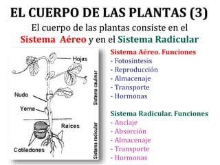 EL CUERPO DE LAS PLANTAS (4)
•Tienen dos funciones: fijar la
planta al suelo y absorber
agua y minerales. Algunas
raíces t...