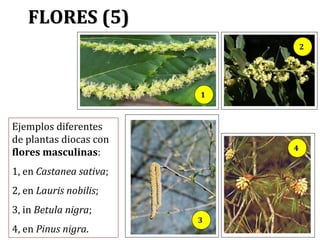 FLORES (6)
En Betula nigra
En Pinus nigra
Ejemplos diferentes
de plantas diocas con
flores femeninas.
En Ceratonia
siliqua...