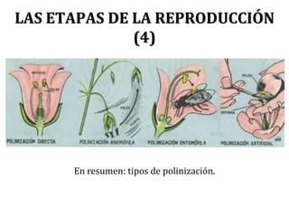 LAS ETAPAS DE LA REPRODUCCIÓN
(5)
Figura de I. Romero y M.
Romero (2015):
Biología y Geología.
Vol: La biodiversidad
en el...