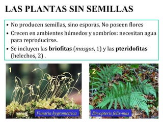 BRIOFITAS (1)
• Son las plantas más antiguas que
existen.
• Han evolucionado a partir de algas
verdes primitivas de hace m...
