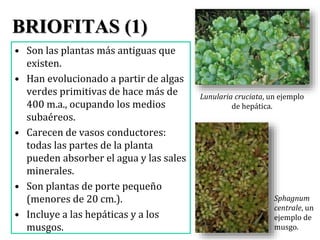 BRIOFITAS (2)
• Son plantas no vasculares
muy pequeñas.
• No tienen verdaderas
raíces, tallos (cauloides) u
hojas (filoide...