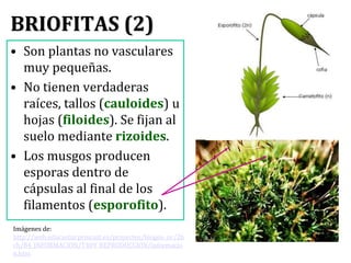 Esporofito
(2n)
Gametofito (1n)
BRIOFITAS(3)
Esporofitos
Los musgos se reproducen por
generaciones alternantes. En la
prim...