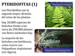 PTERIDOFITAS
(2)
Sus principales características son:
• Son plantas vasculares.
• Tienen raíces, tallos y hojas. El tallo ...