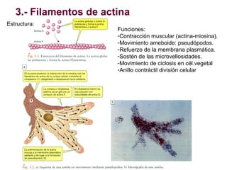 Citosol y citoesqueleto | PPT
