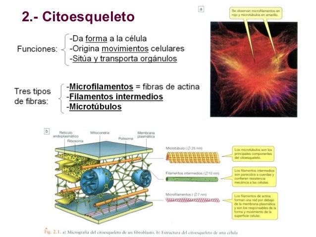 Citosol y citoesqueleto