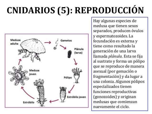 Tema09 invertebrados