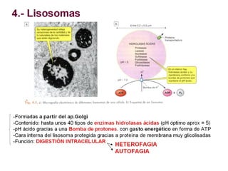 Ribosomas y sistemas de endomembranas