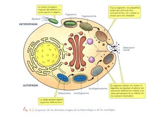 Ribosomas y sistemas de endomembranas