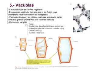 Ribosomas y sistemas de endomembranas