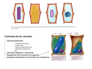 Ribosomas y sistemas de endomembranas
