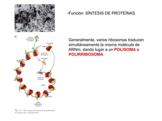 -Función: SÍNTESIS DE PROTEÍNAS
Generalmente, varios ribosomas traducen
simultáneamente la misma molécula de
ARNm, dando lugar a un POLISOMA o
POLIRRIBOSOMA