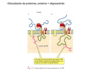 -Glicosilación de proteínas: proteína + oligosacárido