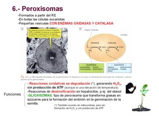 Ribosomas y sistemas de endomembranas