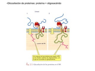 Ribosomas y sistemas de endomembranas