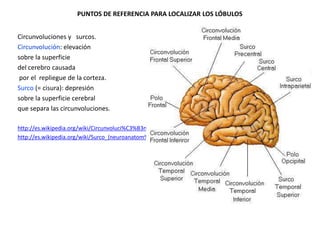 PUNTOS DE REFERENCIA PARA LOCALIZAR LOS LÓBULOS
Circunvoluciones y surcos.
Circunvolución: elevación
sobre la superficie
del cerebro causada
por el repliegue de la corteza.
Surco (= cisura): depresión
sobre la superficie cerebral
que separa las circunvoluciones.
http://es.wikipedia.org/wiki/Circunvoluci%C3%B3n
http://es.wikipedia.org/wiki/Surco_(neuroanatom%C3%ADa)

 