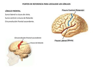 PUNTOS DE REFERENCIA PARA LOCALIZAR LOS LÓBULOS
LÓBULO FRONTAL.
Surco lateral o cisura de silvio.

Surco central o cisura de Rolando
Circunvolución frontal ascendente.

 