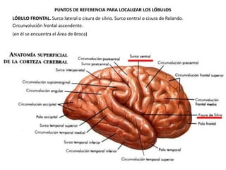PUNTOS DE REFERENCIA PARA LOCALIZAR LOS LÓBULOS
LÓBULO FRONTAL. Surco lateral o cisura de silvio. Surco central o cisura de Rolando.
Circunvolución frontal ascendente.
(en él se encuentra el Área de Broca)

 