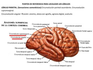 PUNTOS DE REFERENCIA PARA LOCALIZAR LOS LÓBULOS
LÓBULO PARIETAL. (Sensaciones somestésicas) Circunvolución parietal ascendente. Circunvolución
supramarginal.
Circunvolución angular Lesión: anomia, alexia con agrafía, agnosia digital, acalculia

 