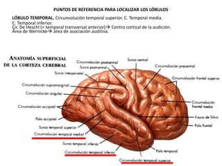 PUNTOS DE REFERENCIA PARA LOCALIZAR LOS LÓBULOS
LÓBULO TEMPORAL. Circunvolución temporal superior. C. Temporal media.
C. Temporal inferior.
Cir. De Heschl (= temporal transversal anterior) Centro cortical de la audición.
Área de Wernicke área de asociación auditiva.

 