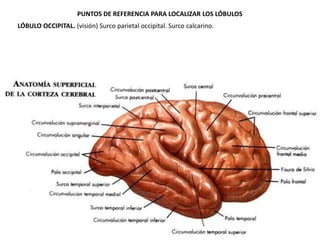 PUNTOS DE REFERENCIA PARA LOCALIZAR LOS LÓBULOS
LÓBULO OCCIPITAL. (visión) Surco parietal occipital. Surco calcarino.

 