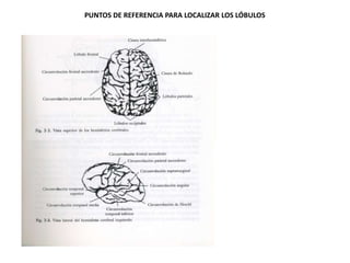 PUNTOS DE REFERENCIA PARA LOCALIZAR LOS LÓBULOS

 