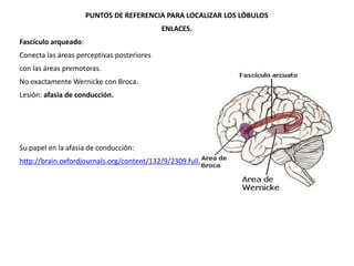 PUNTOS DE REFERENCIA PARA LOCALIZAR LOS LÓBULOS
ENLACES.
Fascículo arqueado:
Conecta las áreas perceptivas posteriores

con las áreas premotoras.
No exactamente Wernicke con Broca.
Lesión: afasia de conducción.

Su papel en la afasia de conducción:
http://brain.oxfordjournals.org/content/132/9/2309.full.pdf+html

 