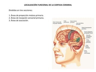 LOCALIZACIÓN FUNCIONAL DE LA CORTEZA CEREBRAL
•Divididas en tres secciones:
•1. Áreas de proyección motora primaria.
•2. Áreas de recepción sensorial primaria.
•3. Áreas de asociación.

 