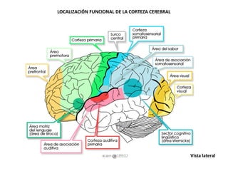 LOCALIZACIÓN FUNCIONAL DE LA CORTEZA CEREBRAL

Vista lateral

 
