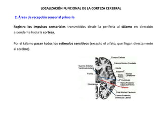 LOCALIZACIÓN FUNCIONAL DE LA CORTEZA CEREBRAL
•2. Áreas de recepción sensorial primaria
Registra los impulsos sensoriales transmitidos desde la periferia al tálamo en dirección
ascendente hacia la corteza.
Por el tálamo pasan todos los estímulos sensitivos (excepto el olfato, que llegan directamente
al cerebro).

 
