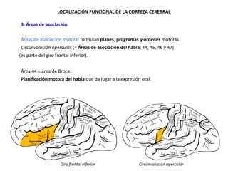 LOCALIZACIÓN FUNCIONAL DE LA CORTEZA CEREBRAL
•3. Áreas de asociación
•Áreas de asociación motora: formulan planes, programas y órdenes motoras.
•Circunvolución opercular (= Áreas de asociación del habla: 44, 45, 46 y 47)
(es parte del giro frontal inferior).
•Área 44 = área de Broca.
•Planificación motora del habla que da lugar a la expresión oral.

Giro frontal inferior

Circunvolución opercular

 