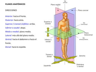 PLANOS ANATÓMICOS
DIRECCIONES
Anterior: hacia el frente.
Posterior: hacia atrás.
Superior / craneal /cefálico: arriba.
Inferior o caudal: abajo.
Medio o medial: plano medio.

Lateral: más allá del plano medio.
Ventral: hacia el abdomen o hacia el
frente.
Dorsal: hacia la espalda.

 