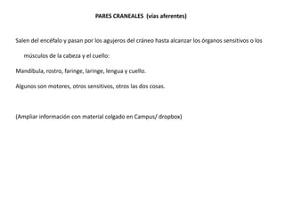 PARES CRANEALES (vías aferentes)

Salen del encéfalo y pasan por los agujeros del cráneo hasta alcanzar los órganos sensitivos o los

músculos de la cabeza y el cuello:
Mandíbula, rostro, faringe, laringe, lengua y cuello.
Algunos son motores, otros sensitivos, otros las dos cosas.

(Ampliar información con material colgado en Campus/ dropbox)

 