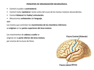 PRINCIPIOS DE ORGANIZACIÓN NEUROLÓGICA.
• Control cruzado o contralateral.
• Control motor ipsilateral: lesión antes del cruce de los tractos motores descendentes.
• Control bilateral del habla/ articulación.

• Mecanismos unilaterales del lenguaje.
IMP:
Los tractos que controlan los movimientos de los miembros inferiores
se originan en las partes superiores del área motora.

Los movimientos de cabeza y cuello se
originan en la parte inferior del área motora,
por encima de la cisura de Silvio.

 