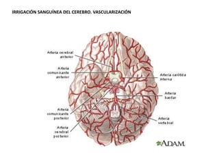 IRRIGACIÓN SANGUÍNEA DEL CEREBRO. VASCULARIZACIÓN

 