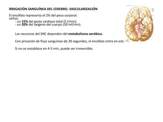 IRRIGACIÓN SANGUÍNEA DEL CEREBRO. VASCULARIZACIÓN
El encéfalo representa el 2% del peso corporal.
utiliza:
- - un 15% del gasto cardiaco total (5 l/min).
- - un 20% del oxígeno del cuerpo (50 ml/min).
-

Las neuronas del SNC dependen del metabolismo aeróbico.

-

Con privación de flujo sanguíneo de 20 segundos, el encéfalo entra en estado inconsciente.

-

Si no se restablece en 4-5 min, puede ser irreversible.

 