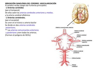 IRRIGACIÓN SANGUÍNEA DEL CEREBRO. VASCULARIZACIÓN
El cerebro recibe sangre de 4 arterias principales:
- 2 Arterias cariótidas
(por el temporal)
De ellas salen las arterias cerebrales anteriores y medias.
y la arteria cerebral oftálmica
- 2 Arterias vertebrales.
(por el occipital)
Se unen en el tronco o arteria basilar
Se divide en dos arterias cerebrales
posteriores.
** Las arterias comunicantes anteriores
y posteriores unen todas las arterias.
(Forman el polígono de Willis)

 