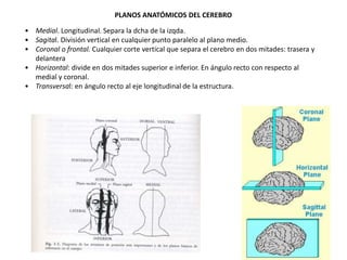 PLANOS ANATÓMICOS DEL CEREBRO
• Medial. Longitudinal. Separa la dcha de la izqda.
• Sagital. División vertical en cualquier punto paralelo al plano medio.
• Coronal o frontal. Cualquier corte vertical que separa el cerebro en dos mitades: trasera y
delantera
• Horizontal: divide en dos mitades superior e inferior. En ángulo recto con respecto al
medial y coronal.
• Transversal: en ángulo recto al eje longitudinal de la estructura.

 