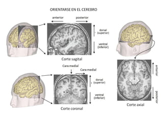 PLANOS ANATÓMICOS DEL CEREBRO

 